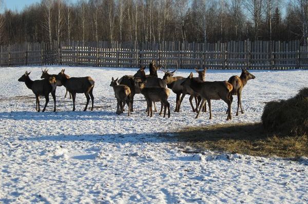 Маралы в загоне