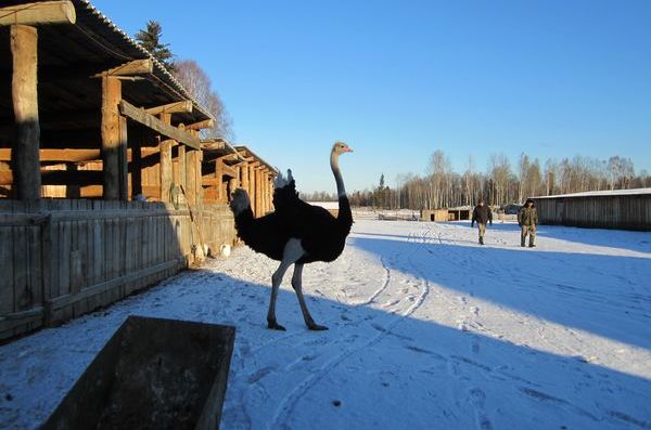 Сибирская экзотика: страус разгуливает по снегу