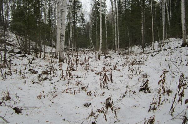 Лог, на северном склоне которого произрастают липы