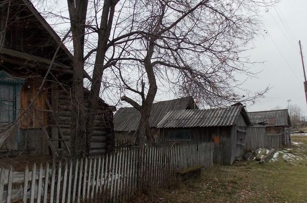 Липа, растущая в пос. Чаинск